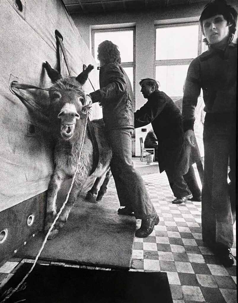 „Kauno veterinarijos klinikose“, A.Macijauskas, 1978 m.