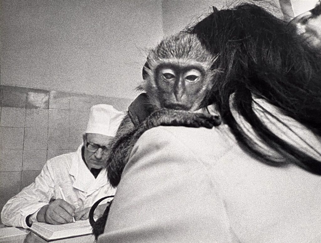 „Kauno veterinarijos klinikose“, A.Macijauskas, 1981 m.