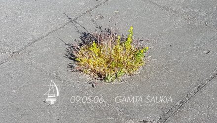 foto-programa-zavis