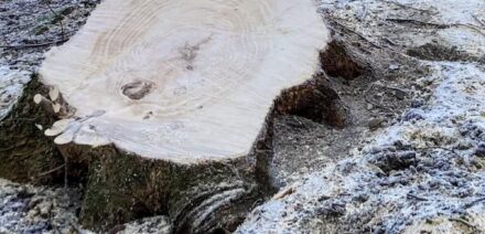 kelmas_kn_260300_e07_xxx